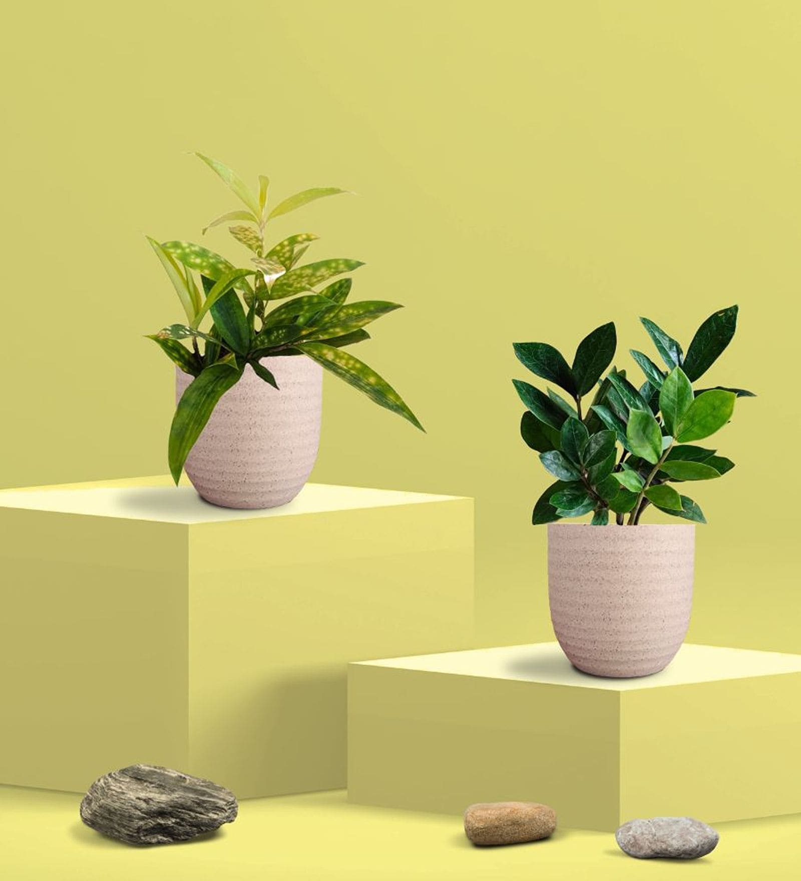 Greenkin ZZ Plant & Bamboo Gold Dust Plant in Eco Pot