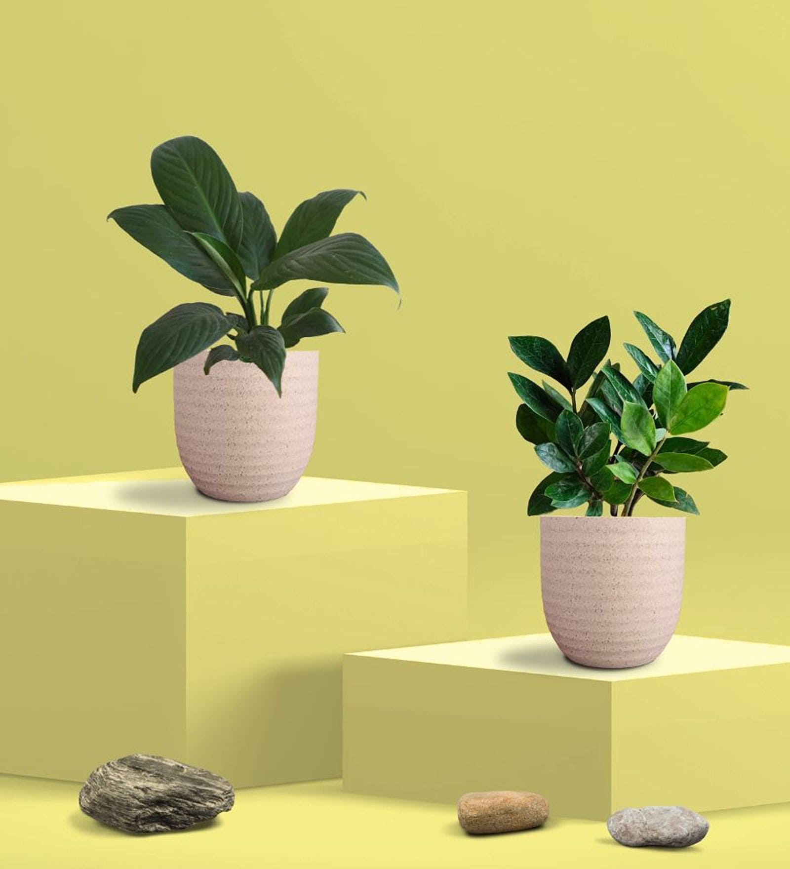 Greenkin ZZ Plant & Peace Lily Plant in Eco Pot