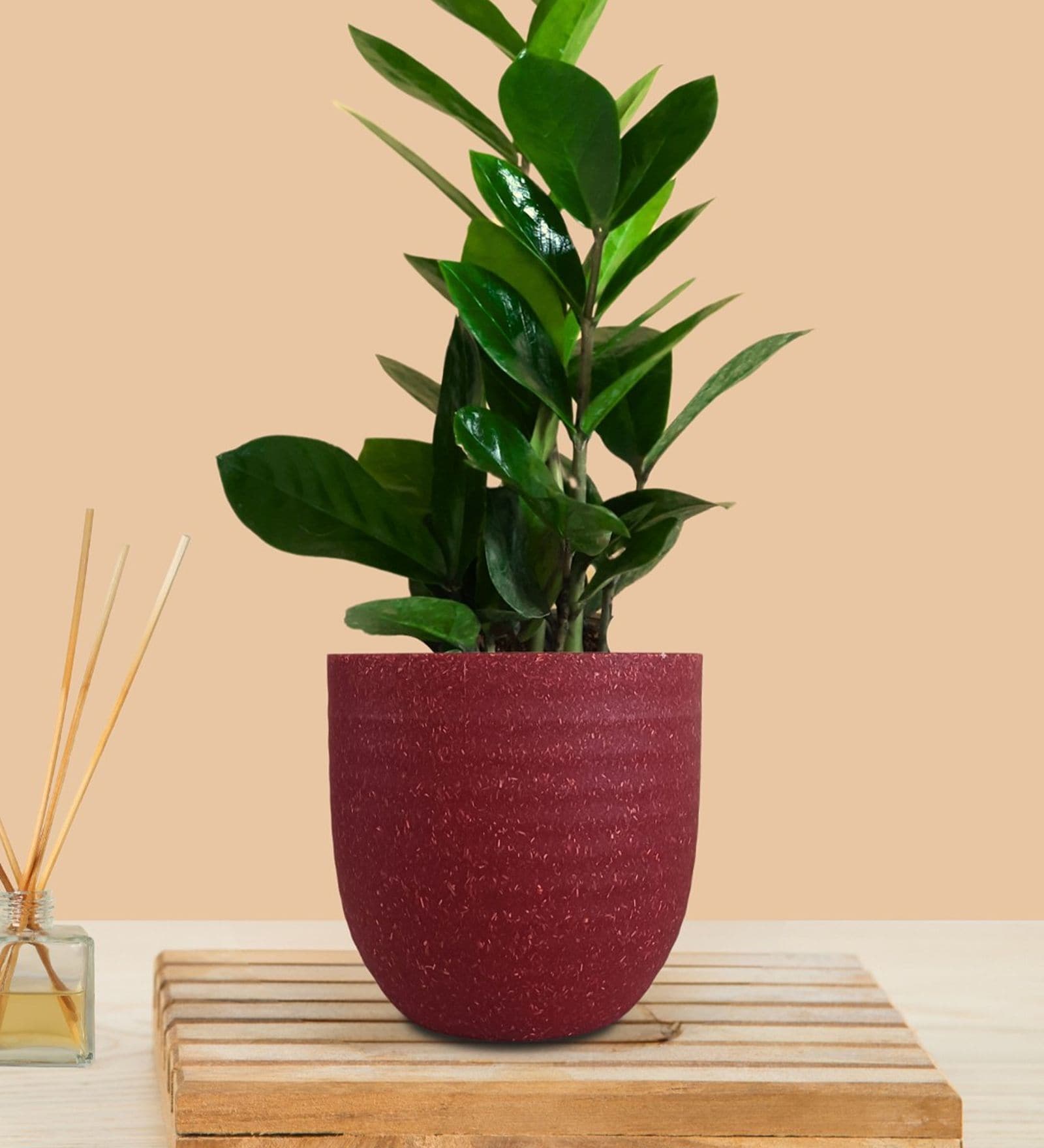 Greenkin ZZ Plant with Eco Pot | Indoor Zamia Plant with Pot
