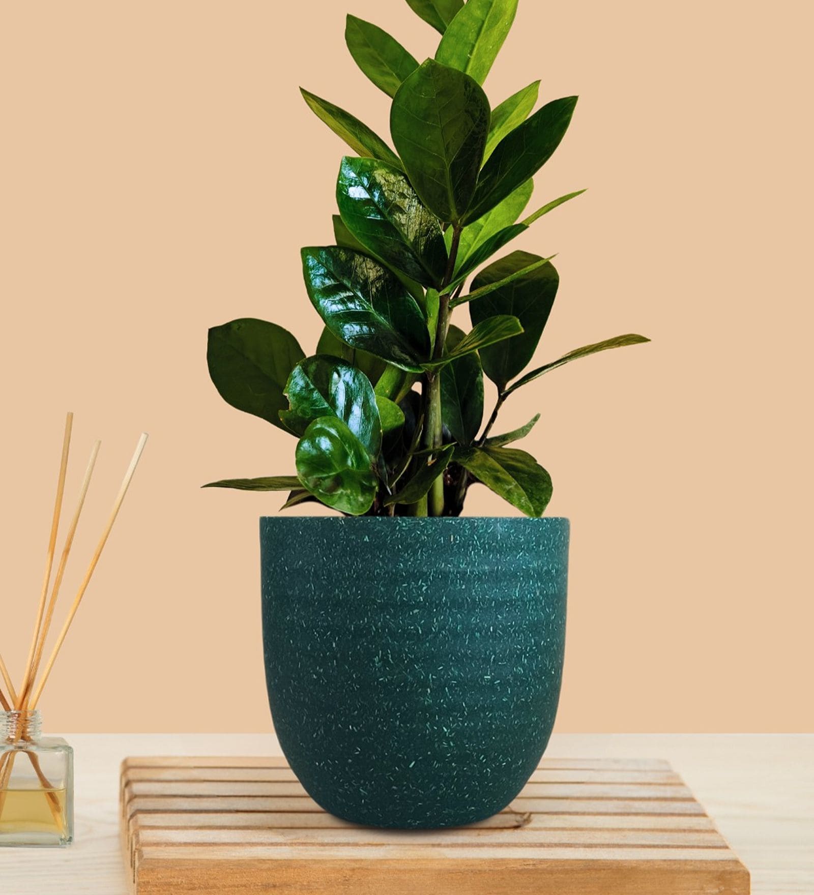 Greenkin ZZ Plant with Eco Pot | Indoor Zamia Plant with Pot