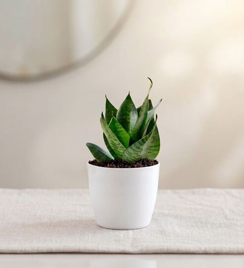 Green Snake Plant In White Pot