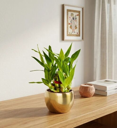 Greenkin 2-Layer Lucky Bamboo Plant with Metal Pot