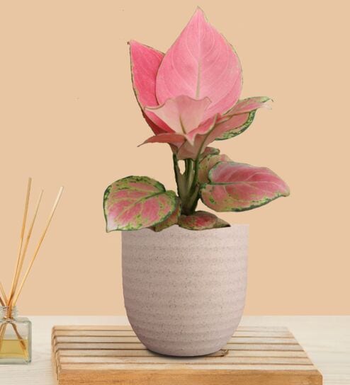Greenkin Aglaonema Pink Live Plant in Cream Decor Pot