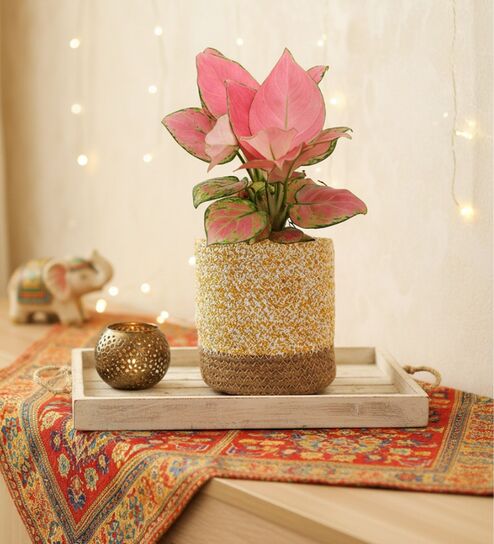 Greenkin Aglaonema Pink Plant in 6 inch Yellow Jute Planter Basket
