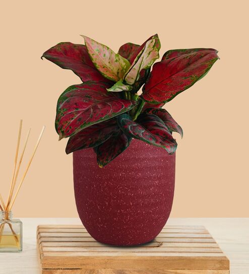 Greenkin Aglaonema Red Beauty Live Plant in Red Decor Pot