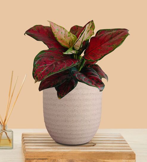 Greenkin Aglaonema Red Beauty Plant in Cream Decor Pot