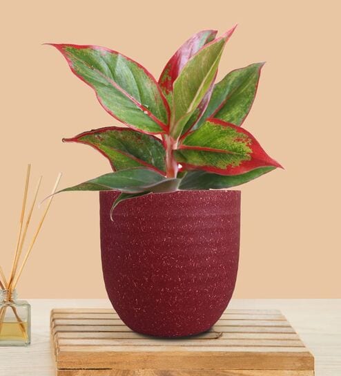 Greenkin Aglaonema Red Lipstick Live Plant in Red Decor Pot