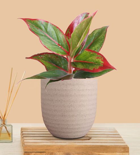 Greenkin Aglaonema Red Lipstick Plant in Cream Decor Pot