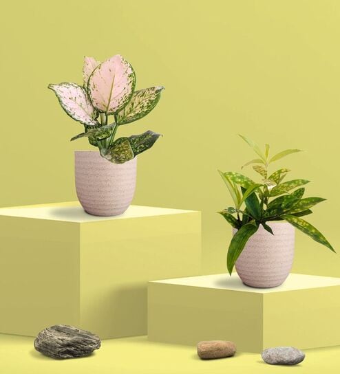 Greenkin Bamboo Dust Plant & Wishes Plant in Eco Pot