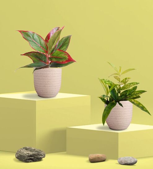 Greenkin Bamboo Gold Dust Plant & Red Plant in Eco Pot