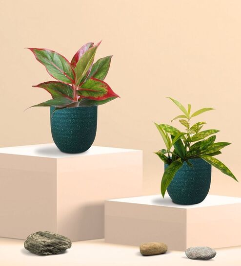 Greenkin Bamboo Gold Dust Plant & Red Plant in Eco Pot