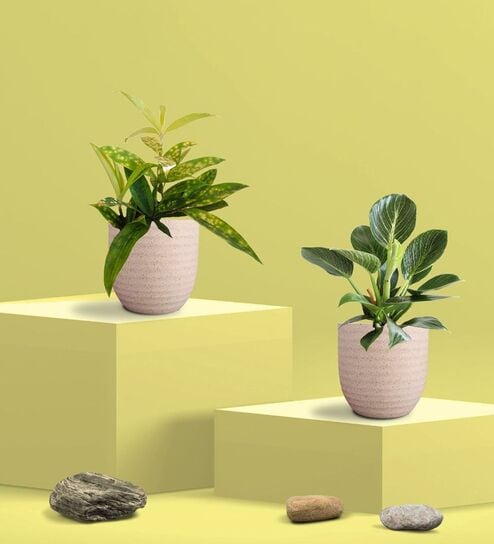 Greenkin Bamboo Gold Plant & Birkin Plant in Eco Pot