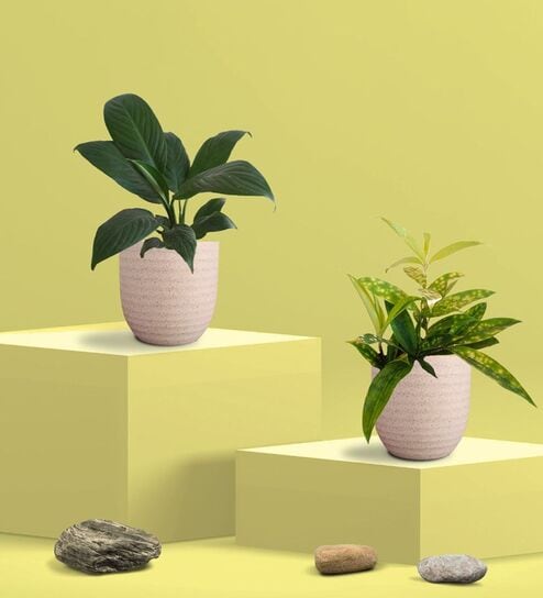 Greenkin Bamboo Gold Plant & Peace Lily Plant in Eco Pot