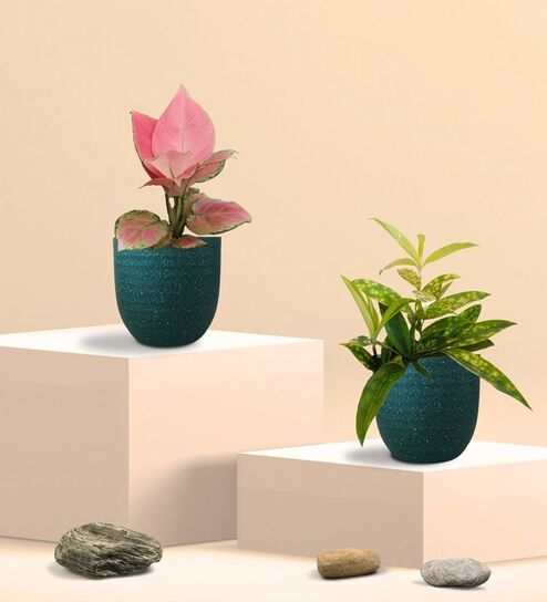 Greenkin Bamboo Gold Plant & Pink Plant in Eco Pot