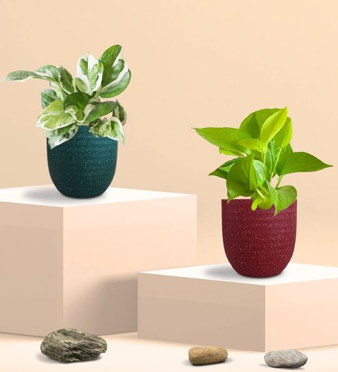 Greenkin Bathroom Plants Combo