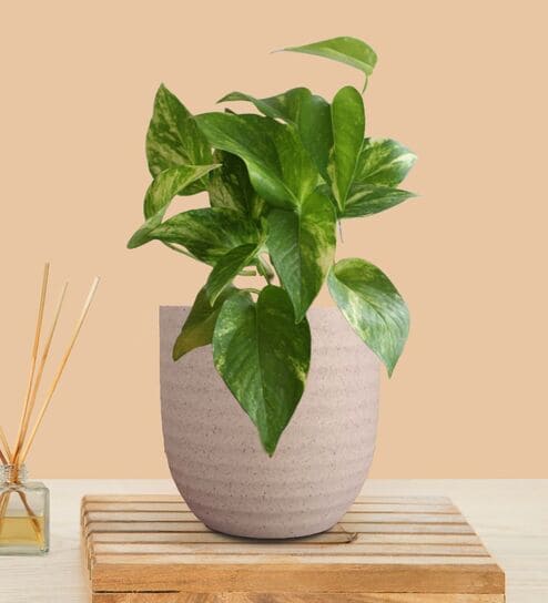 Greenkin Gold King Money Plant in Cream Decor Pot