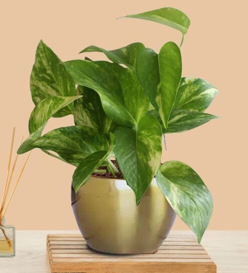 Greenkin Gold King Money Plant in Golden Metal Pot