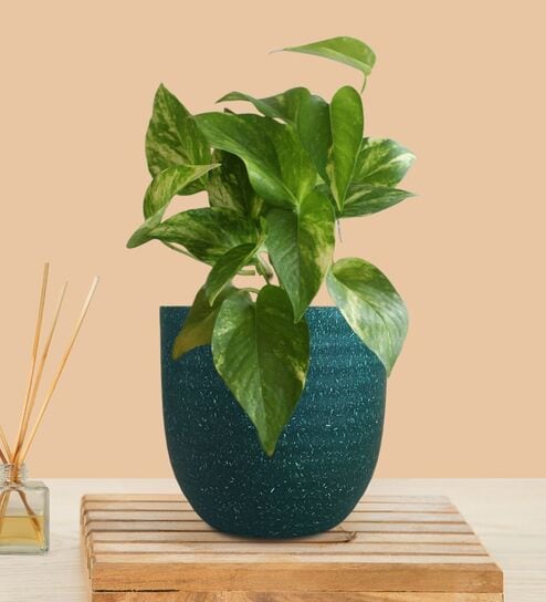 Greenkin Gold King Money Plant in Green Decor Pot