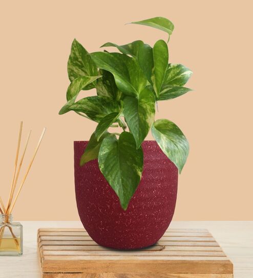 Greenkin Gold King Money Plant in Red Decor Pot