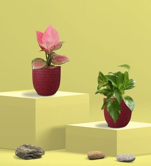 Greenkin Gold King Plant & Aglaonema Plant in Eco Pot