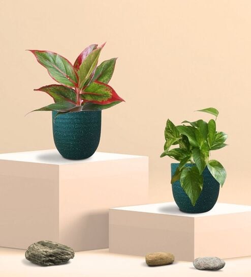 Greenkin Gold King Plant & Aglaonema Red Plant in Eco Pot