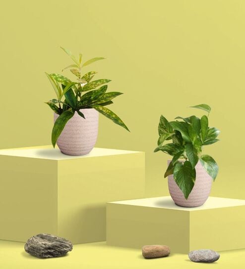 Greenkin Gold King Plant & Bamboo Dust Plant in Eco Pot