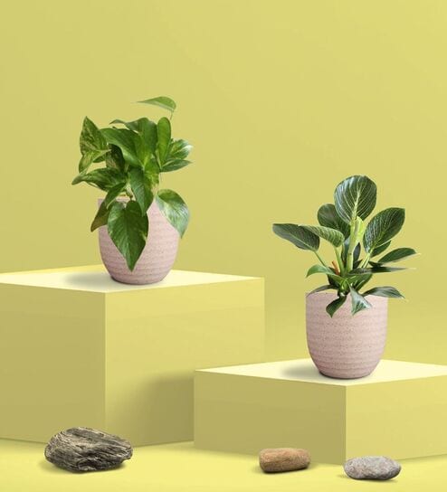 Greenkin Gold King Plant & Birkin Plant in Eco Pot