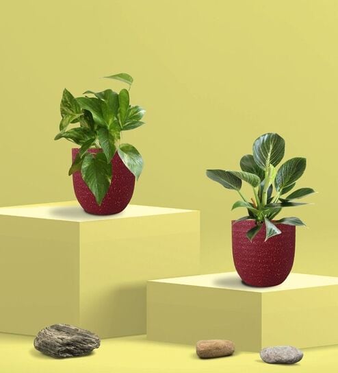 Greenkin Gold King Plant & Birkin Plant in Eco Pot