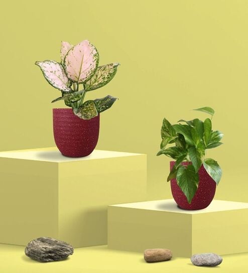 Greenkin Gold King Plant & Wishes Plant in Eco Pot