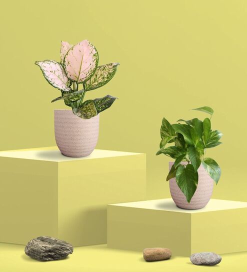 Greenkin Gold King Plant & Wishes Plant in Eco Pot