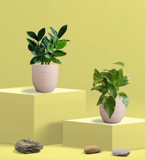 Greenkin Gold King Plant & ZZ Plant in Eco Pot