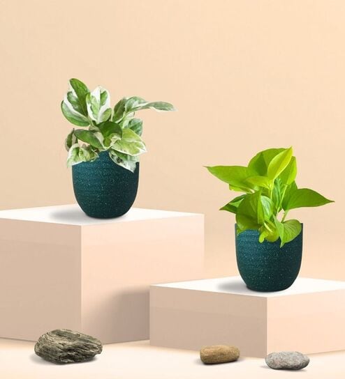 Greenkin Golden & Njoy Money Plant in Eco pot