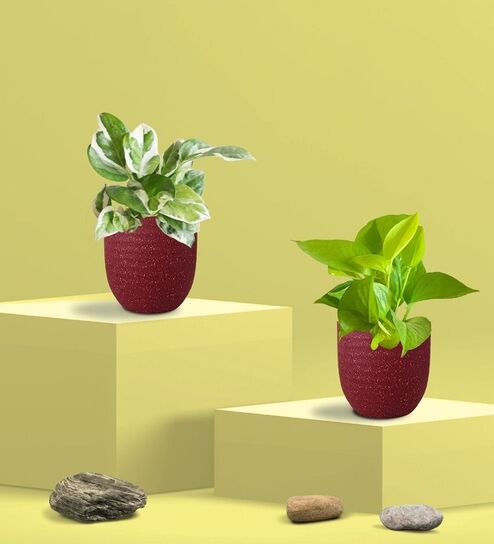 Greenkin Golden & Njoy Money Plant in Eco pot