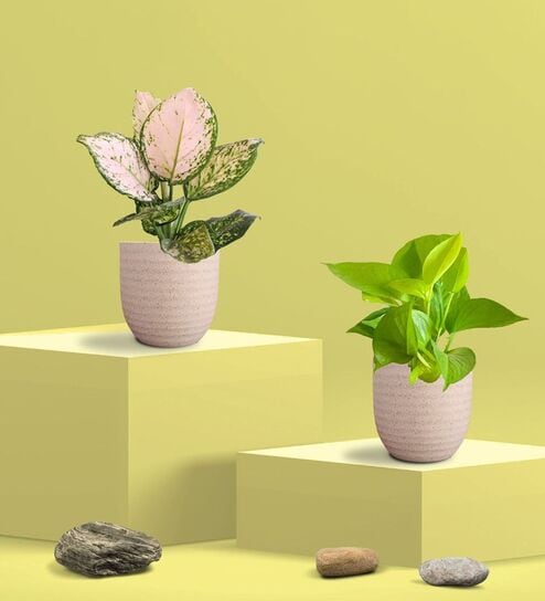 Greenkin Golden Money Plant & Aglaonema Plant in Eco pot