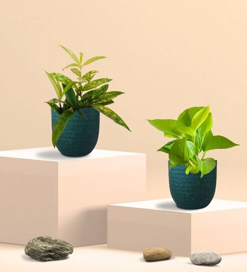 Greenkin Golden Money Plant & Bamboo Gold Plant in Eco pot