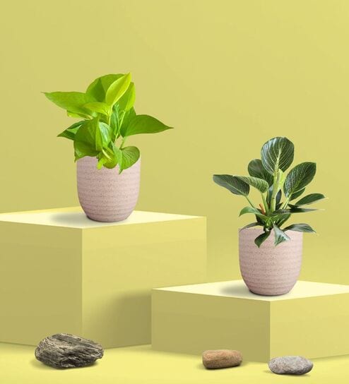 Greenkin Golden Money Plant & Birkin Plant in Eco pot