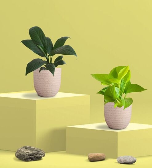 Greenkin Golden Money Plant & Peace Lily Plant in Eco pot