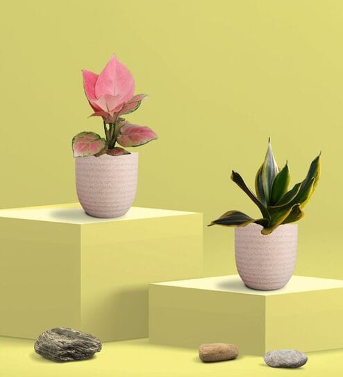 Greenkin Golden Snake Plant & Aglaonema Plant in Eco Pot