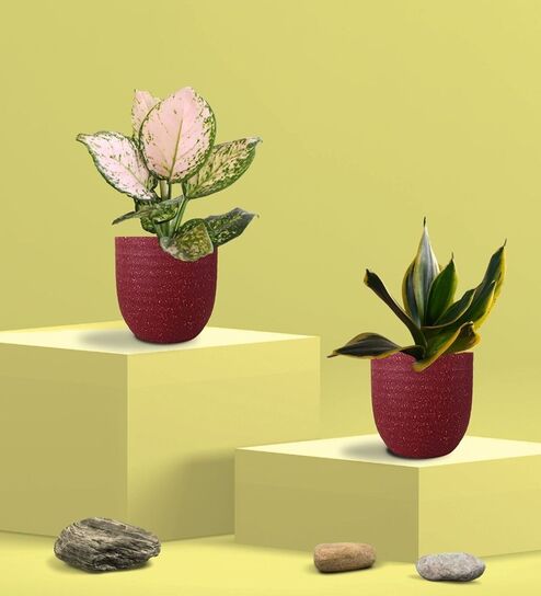 Greenkin Golden Snake Plant & Aglaonema Wishes in Eco Pot