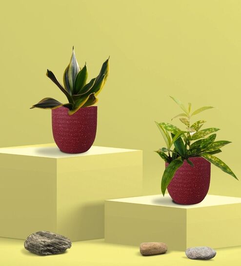 Greenkin Golden Snake Plant & Bamboo Dust Plant in Eco Pot