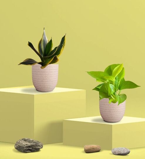 Greenkin Golden Snake Plant & Golden Pothos in Eco Pot