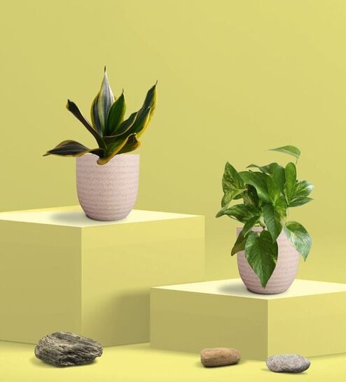 Greenkin Golden Snake Plant & Money Plant in Eco Pot