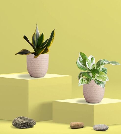 Greenkin Golden Snake Plant & Njoy Money Plant in Eco Pot