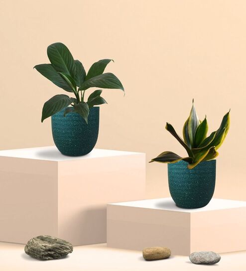 Greenkin Golden Snake Plant & Peace Lily Plant in Eco Pot