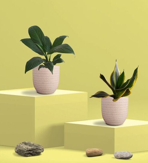 Greenkin Golden Snake Plant & Peace Lily Plant in Eco Pot