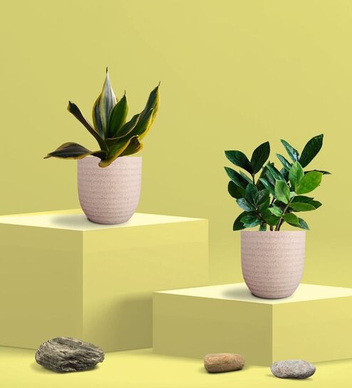 Greenkin Golden Snake Plant & ZZ Plant in Eco Pot