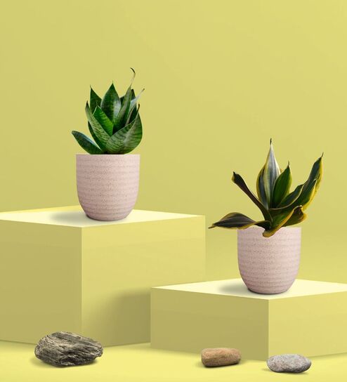 Greenkin Green & Golden Snake Plant in Eco Pot