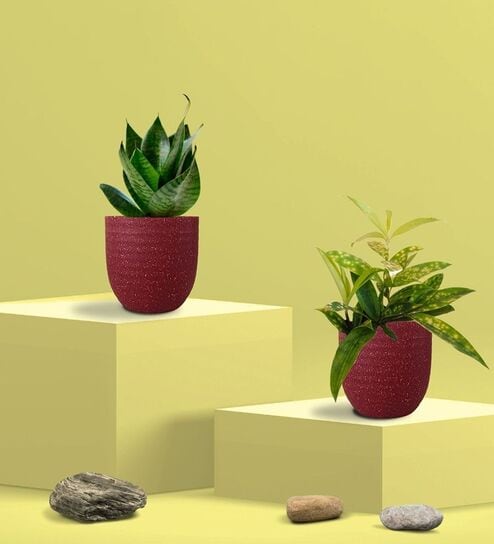 Greenkin Green Snake Plant & Bamboo Dust Plant in Eco Pot