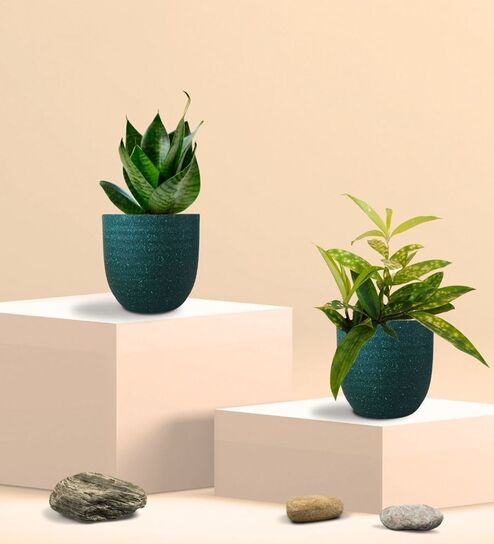 Greenkin Green Snake Plant & Bamboo Dust Plant in Eco Pot