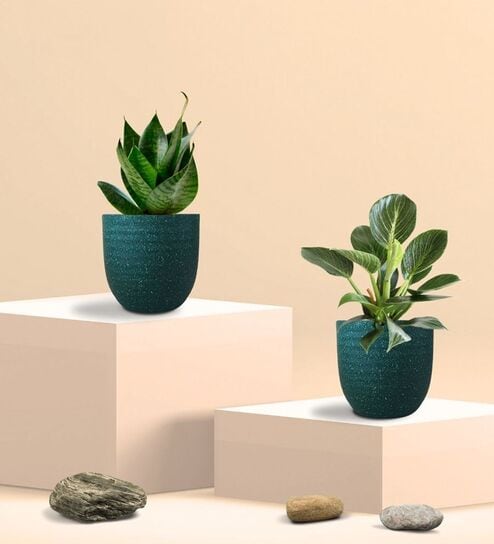 Greenkin Green Snake Plant & Birkin Plant in Eco Pot